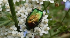 Care beetle arată ca o bijuterie?